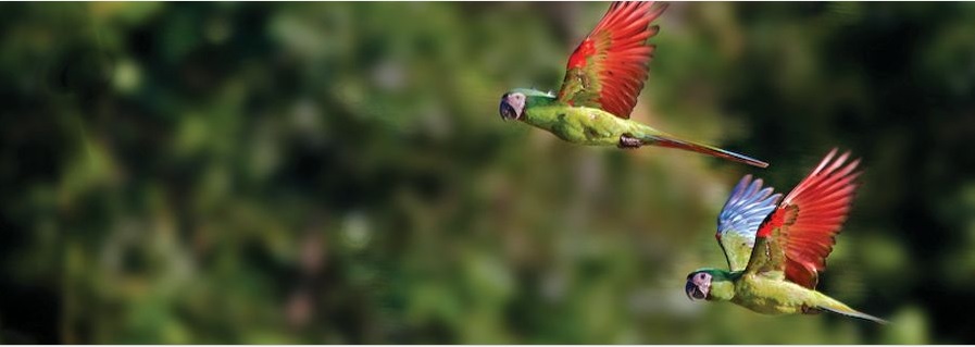 Green Amazon Parrots