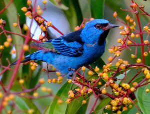 Inkaterra Canopy Walkways