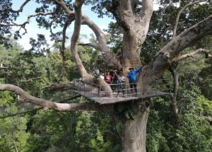 Inkaterra Canopy Walkways