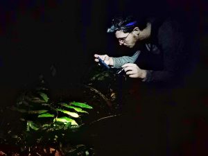 Tambopata Rainforest Night Walk