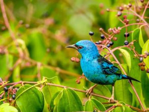 Inkaterra Canopy Walkways